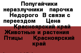 Попугайчики неразлучники , парочка  .Недорого .В связи с переездом . › Цена ­ 4 000 - Красноярский край Животные и растения » Птицы   . Красноярский край